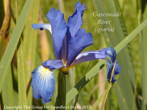 Gasconade River